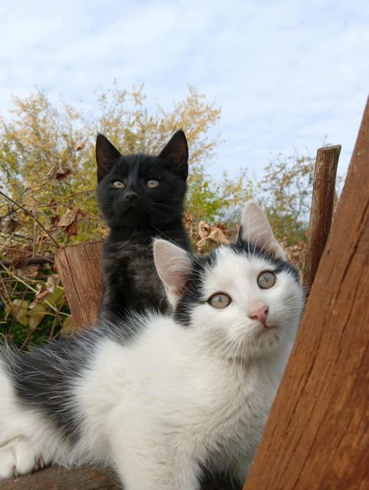 Kotki do oddania (dwóch chłopców)