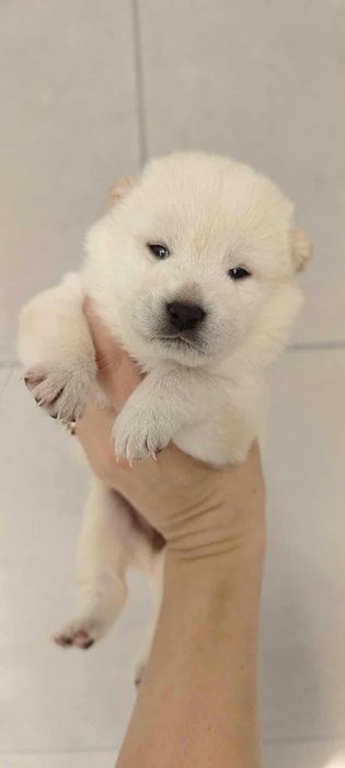 Shiba Inu-śliczna dziewczynka-FCI
