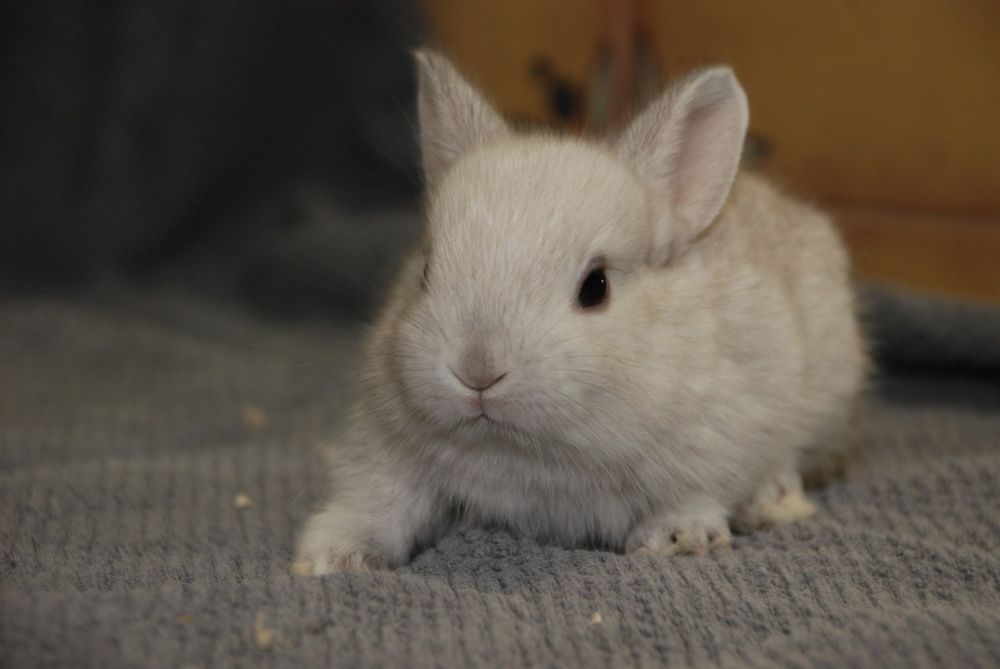 Торчевухі декоративні кролики англійської породи
