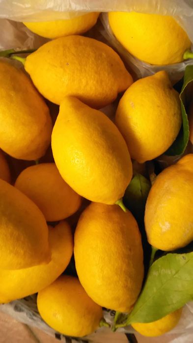Limões biológicos da melhor qualidade e apresentação