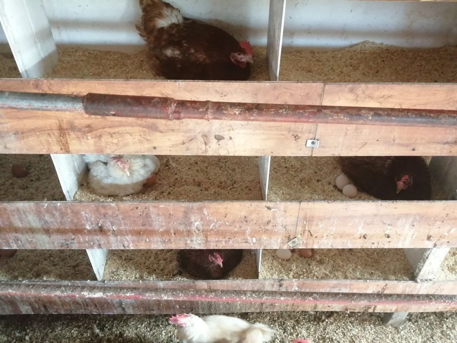 Jajka swojskie z wolnego wybiegu