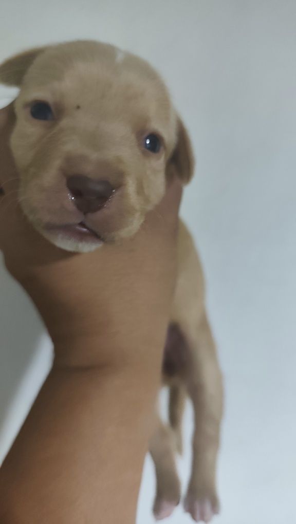 Animais para adoção