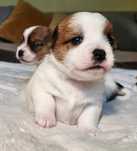 Jack Russell Terrier FCI ZKwP piesek