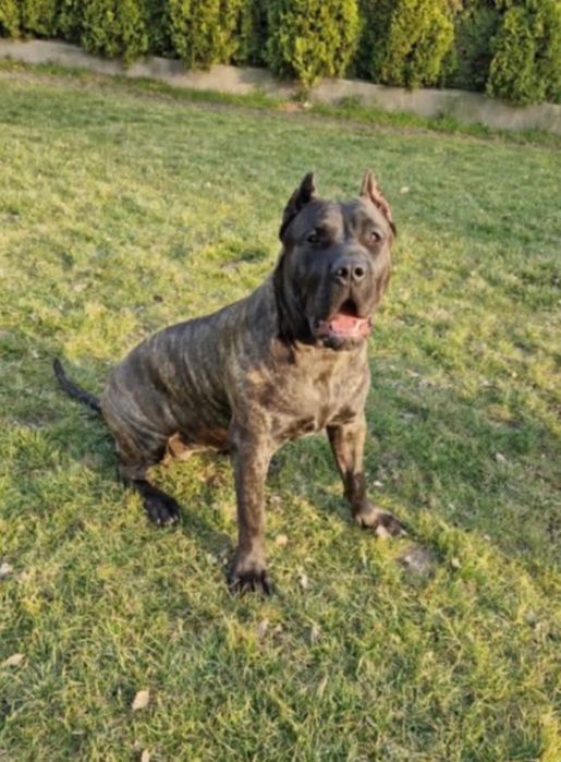 Presa Caniario roczna Sunia / Dog Kanaryjski