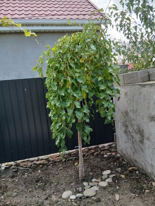 Декоративна шовковиця.