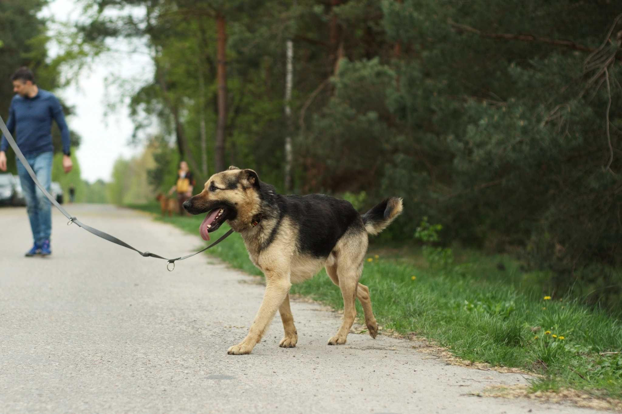 Veldon – chce być blisko opiekuna.