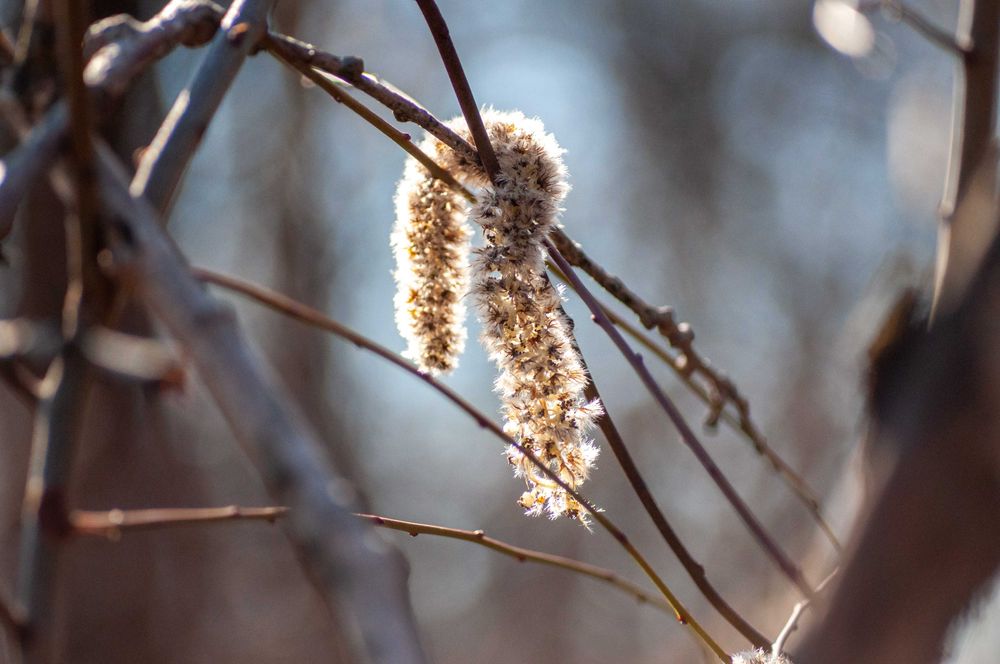 Cosina AF 100mm f/3.5 Macro для Nikon