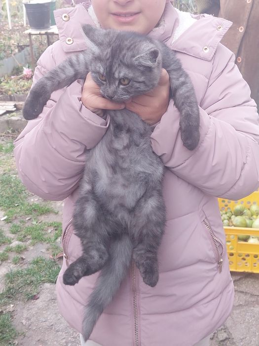Котик 3міс шукає родину