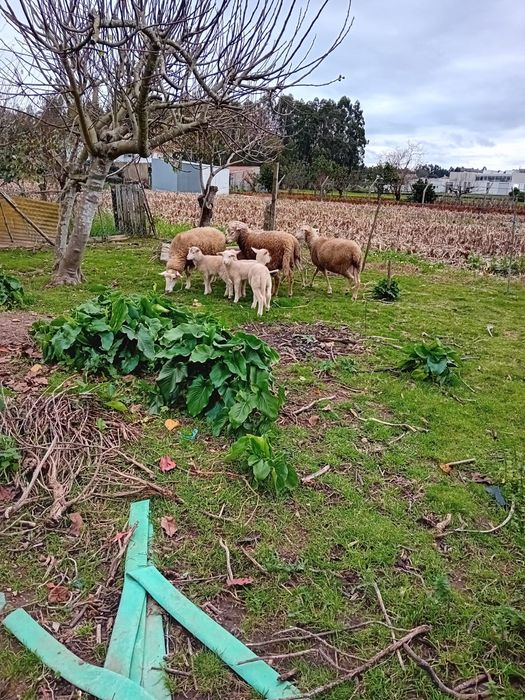 Ovelhas fêmeas novas