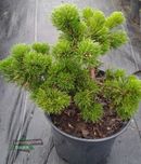 Sosna górska Jacobsen kosodrzewina NATURALNY BONSAI C5 wysyłka