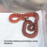 wąż zbożowy scaleless