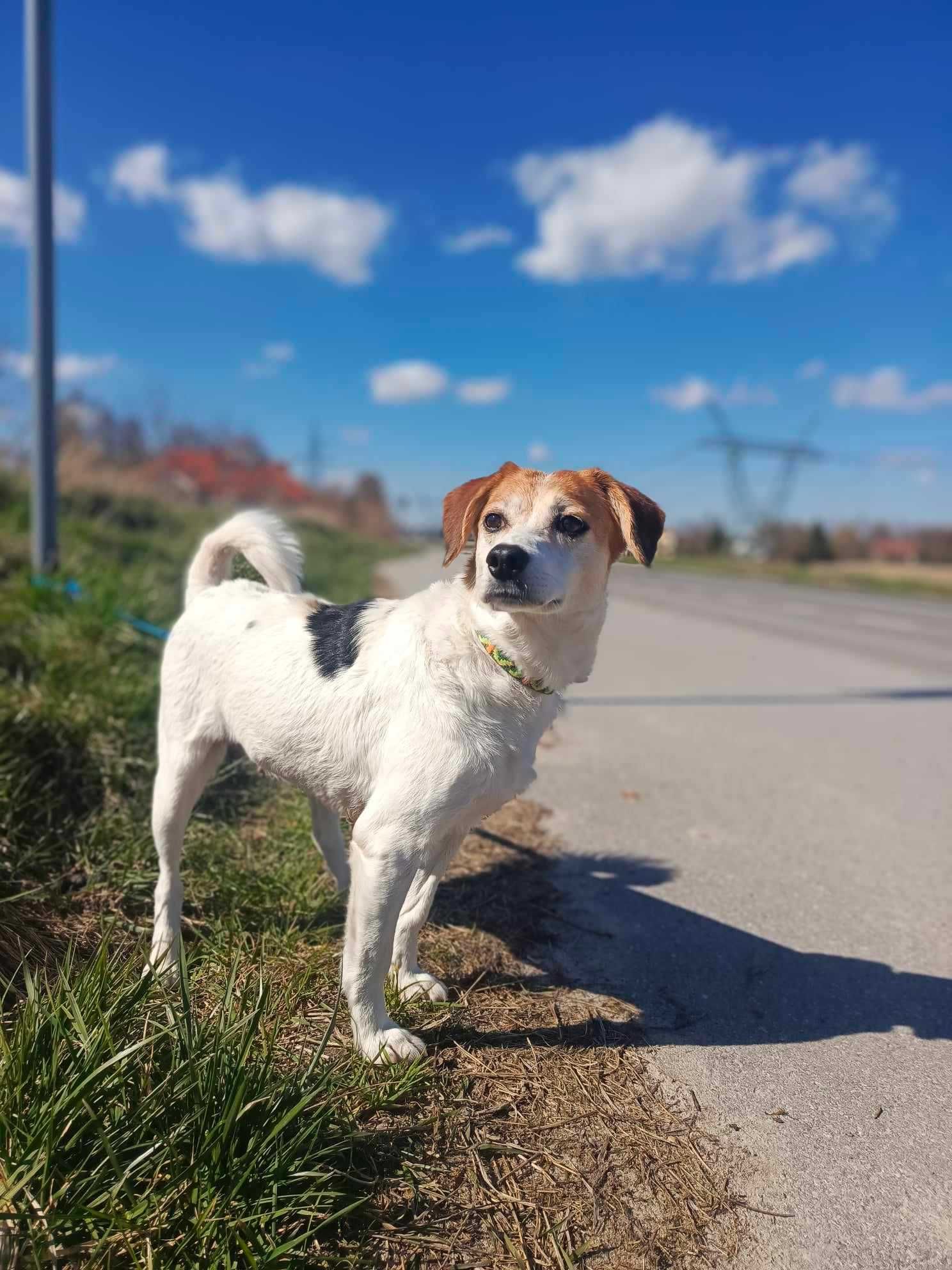 Urocza sunia do adopcji.