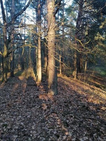 Działka las-m.grodziec woj.Opolskie
