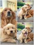 Ciemno złoty golden retriever piesek