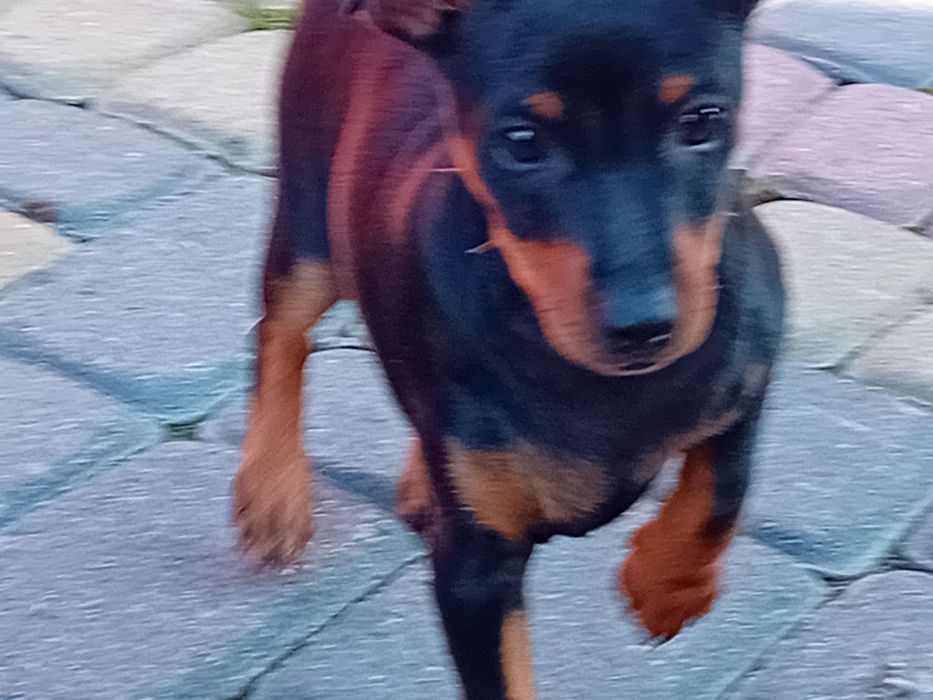 Продаються щенята цвергпінчери