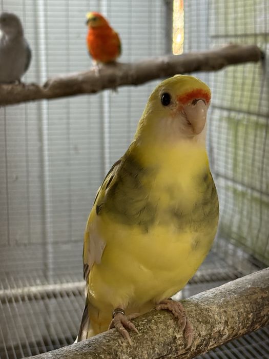 Derbiana , Rosela, Princesa Gales , king Parrot