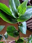 Tradescantia rumieniec panny młodej