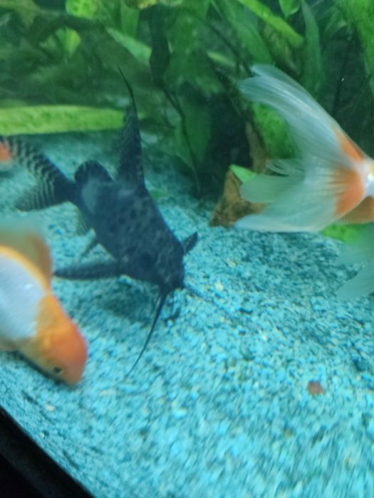 Сомик-перевёртыш[1] (лат. Synodontis nigriventris) —