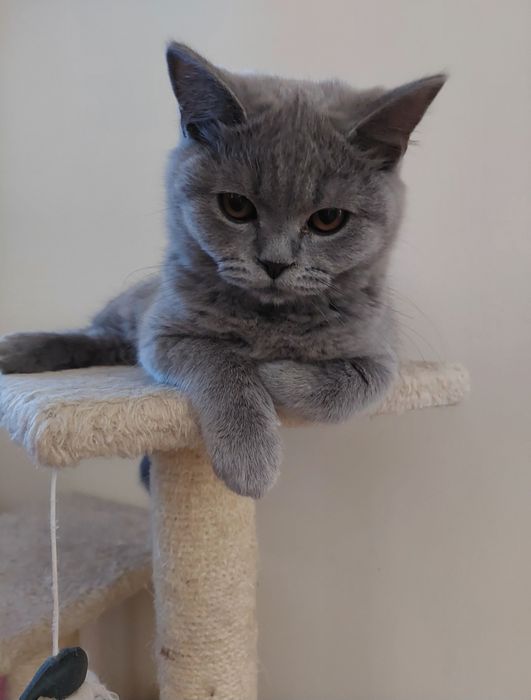 Kot brytyjski krótkowłosy