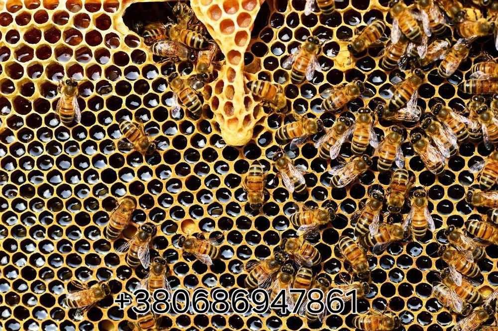 Пчелы Бджоли продам Измаил