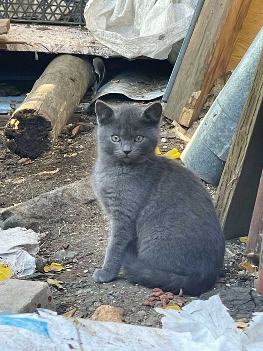 Котенок бесплатно