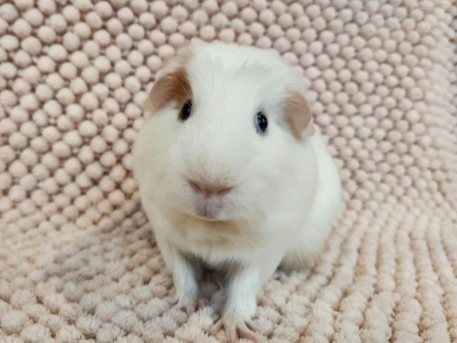 Морская свинка цветной крестед