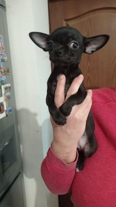 Щенки чихуахуа мини