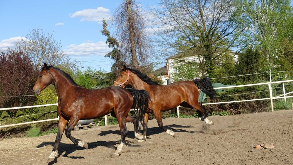 Para klaczy KWPN 3,5 letnie
