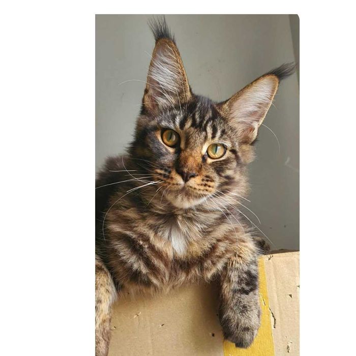 Gatinho Maine Coon