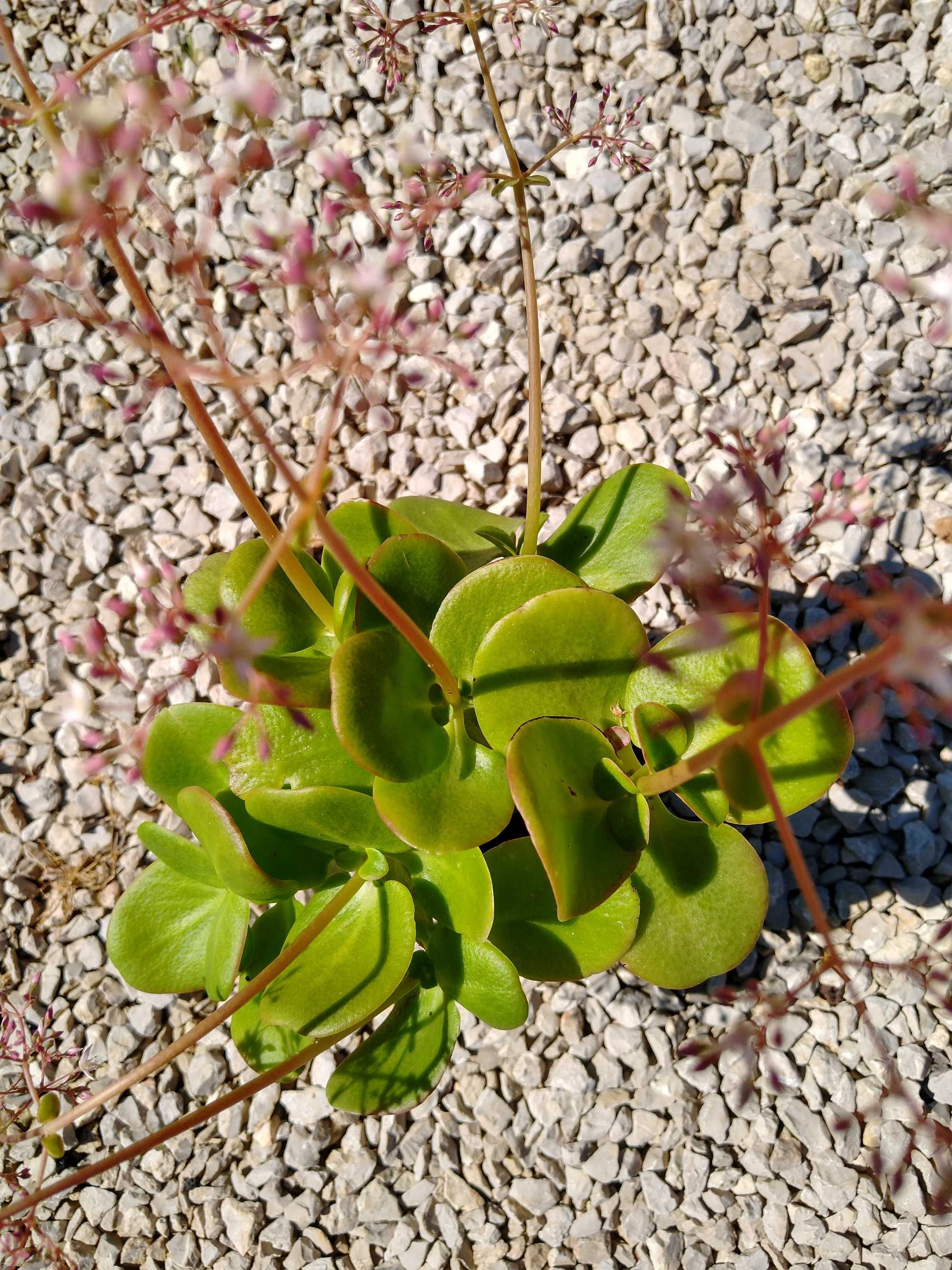 Plantas Crassula multicava