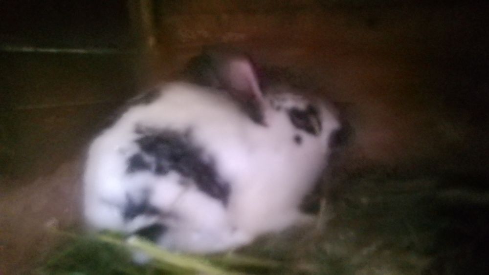 Кролики бабочка типа стреч немецкой селекции