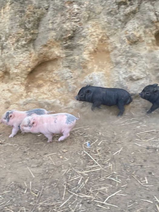 Porcos vietnamitas/frangos/perus/garnisos