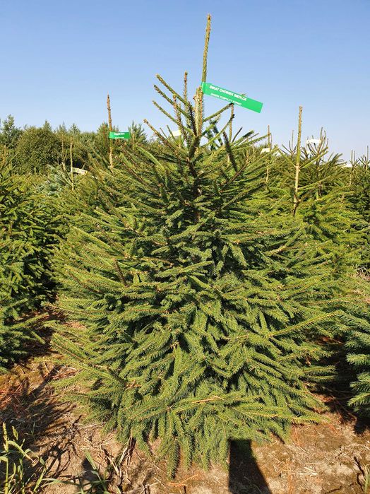 Świerk Pospolity Formowany cięty lub w donicy 80 - 250 cm / JODŁA