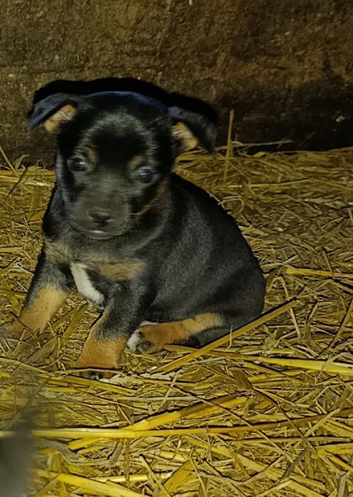 Szczeniaki szukają domu