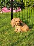 Cocker spaniel angielski piesek