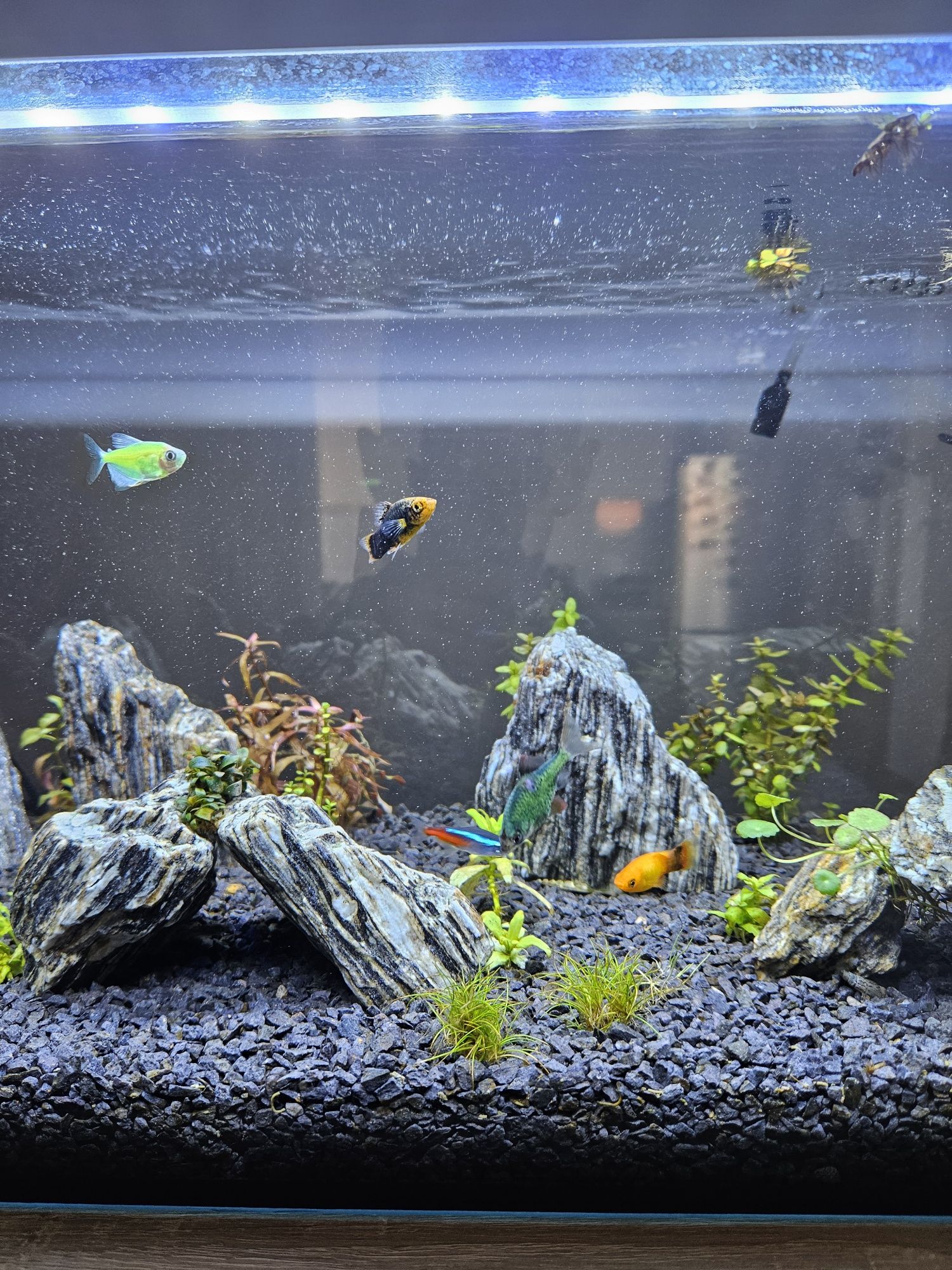 Akwarium 54L cały zestaw
