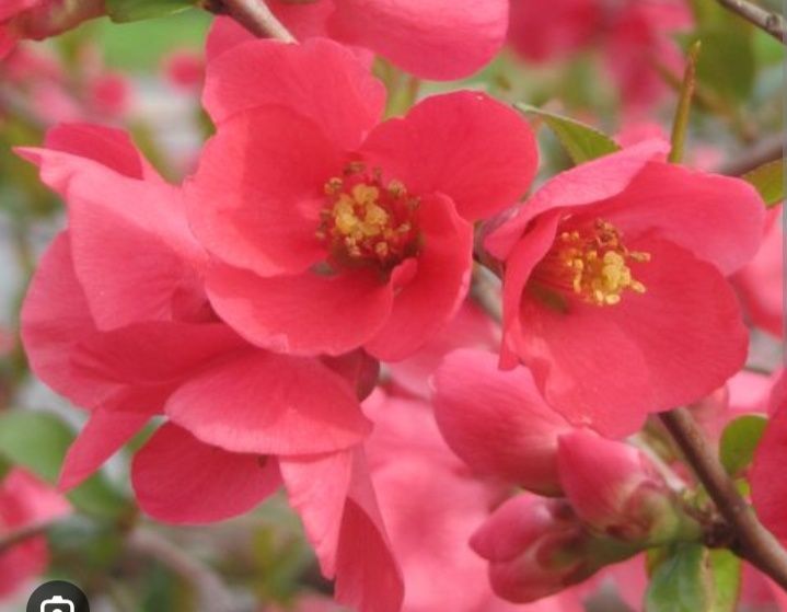 Pigwowiec pośredni Pink Lady