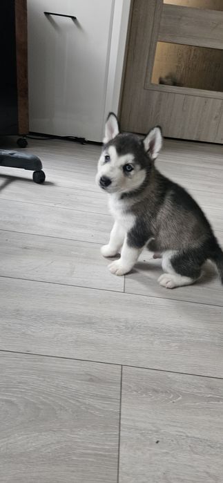 Piesek Siberian Husky