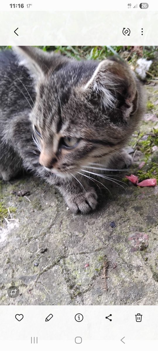 2  місячкий котик