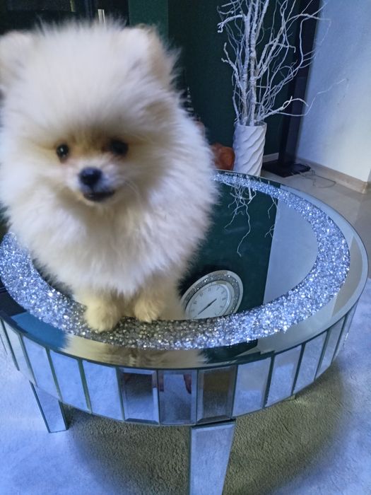 Szpic miniaturowy Pomeranian ZkwP FCI