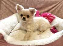 Długowłosy chłopiec chihuahua FCI