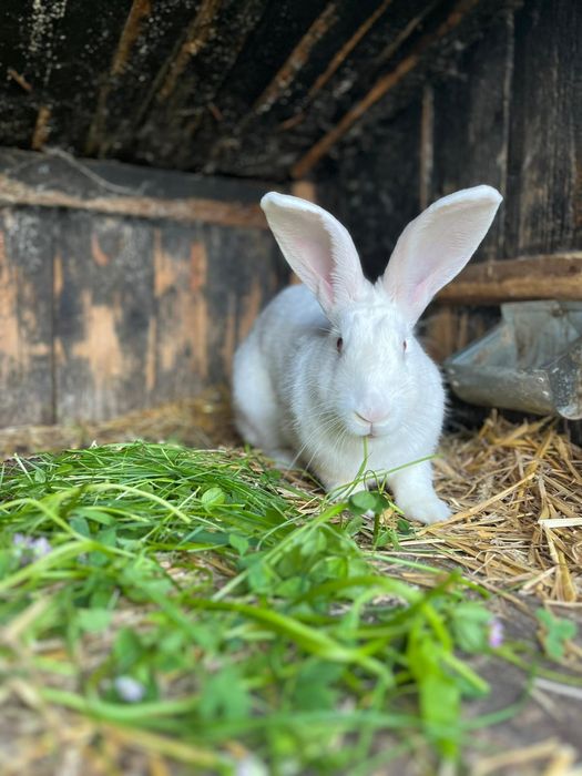 Królik Termundzki dorosła samica