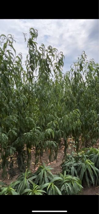 В наявносді саджанці опт