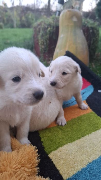 Цуцики для дітей, які подарують радісні моменти  у ці тривожні часи