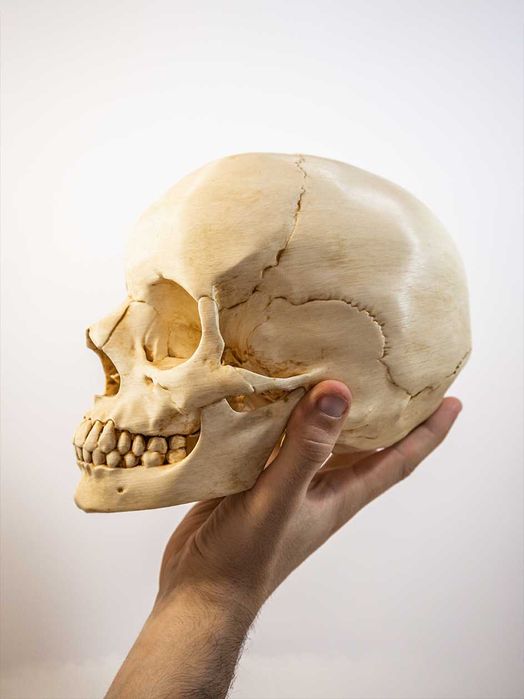Crânio humano tamanho real -Impresso em 3D e pintado à mão - Halloween
