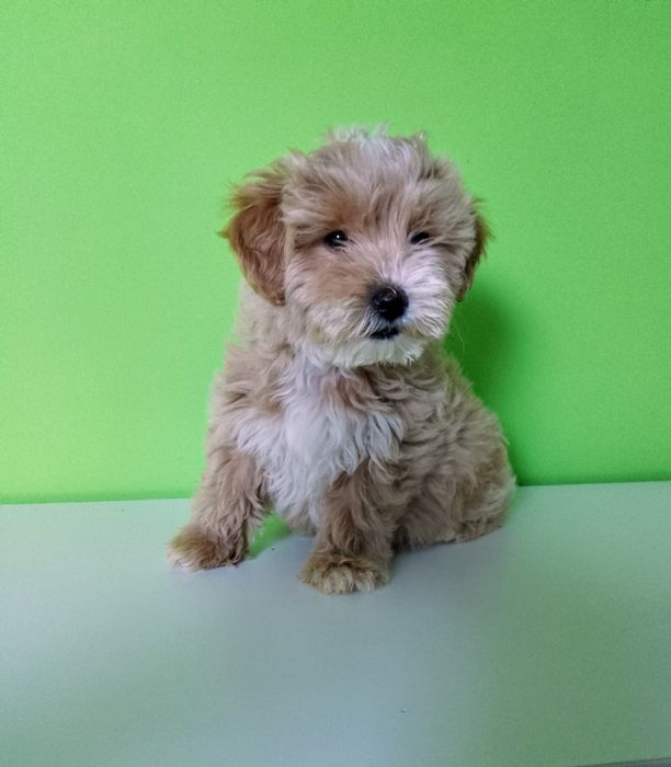 Maltipoo  Piesek!!!