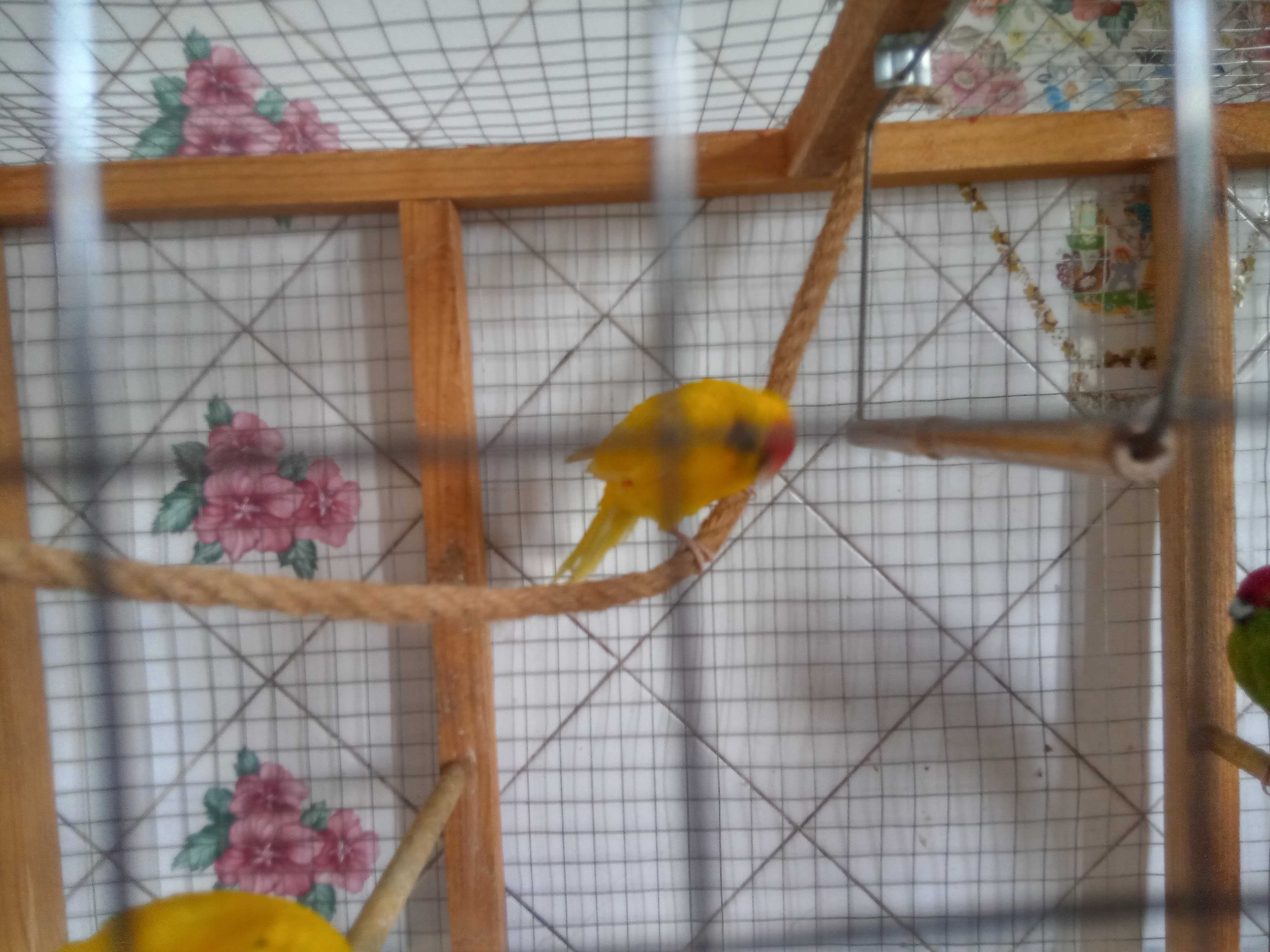 Попугай какарик желтый