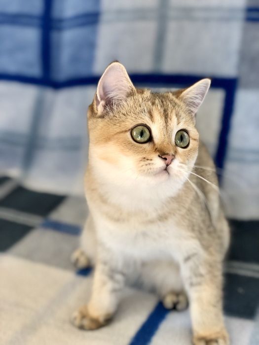 Золота шотландська красуня . Купити в Київі в Україні.Розплідник.