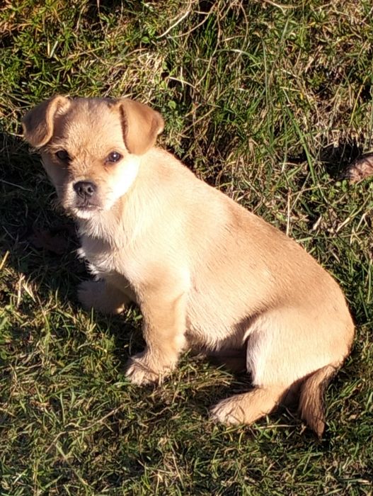 Oddam za darmo dwa pieski