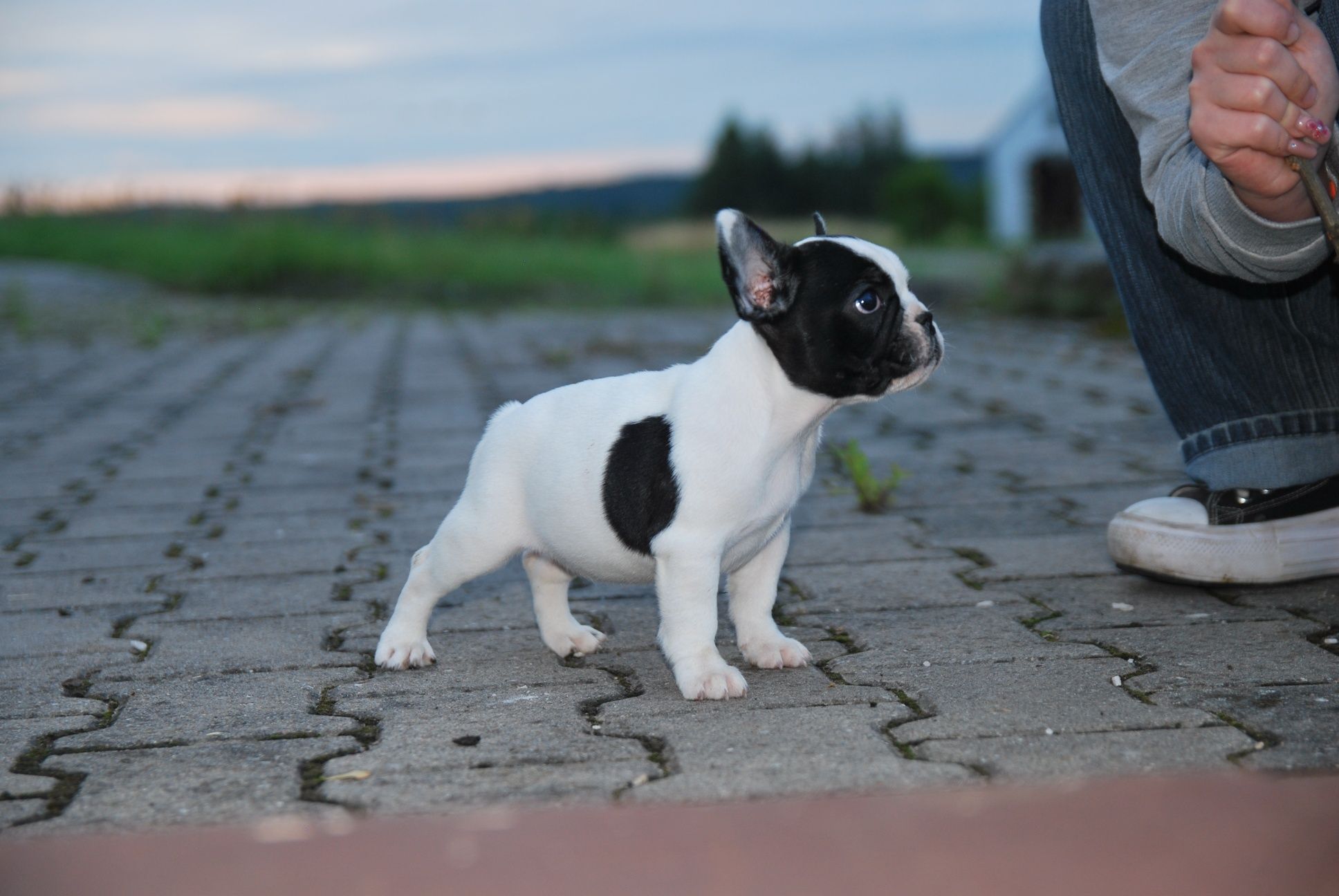 Buldog francuski FCI ZKwP suczka